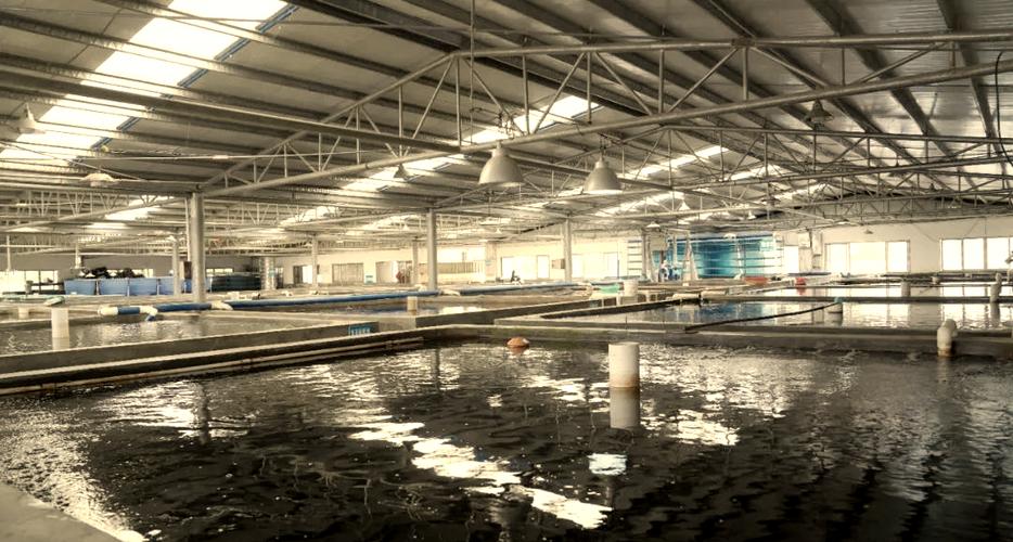 港北區推廣工廠化循環水養魚新模式，科技助力村民增收致富
